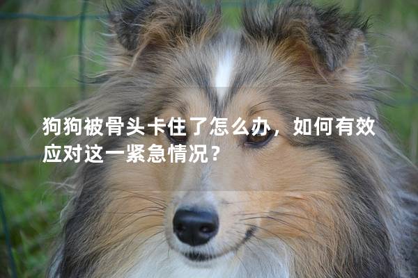 狗狗被骨頭卡住了怎么辦，如何有效應對這一緊急情況？