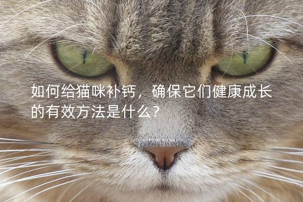 如何給貓咪補鈣，確保它們健康成長的有效方法是什么？