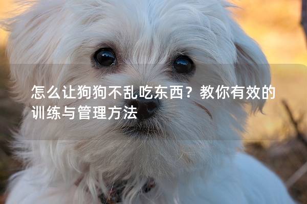 怎么讓狗狗不亂吃東西？教你有效的訓練與管理方法