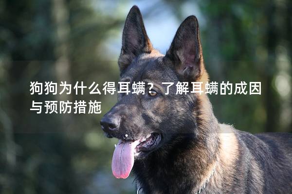 狗狗為什么得耳螨？了解耳螨的成因與預防措施