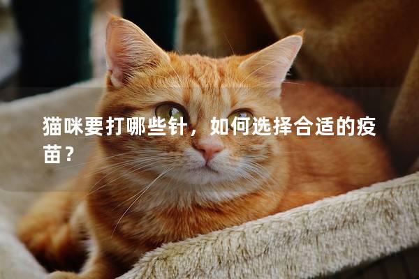 貓咪要打哪些針，如何選擇合適的疫苗？