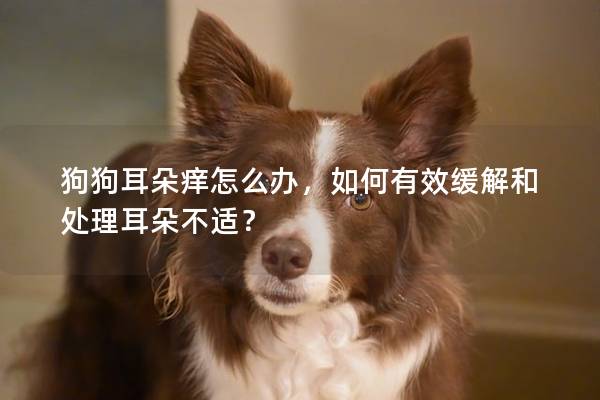 狗狗耳朵癢怎么辦，如何有效緩解和處理耳朵不適？