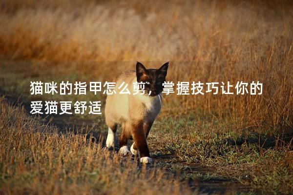 貓咪的指甲怎么剪，掌握技巧讓你的愛貓更舒適