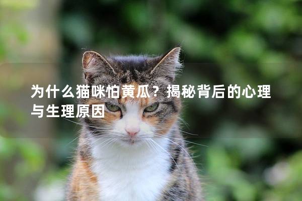 為什么貓咪怕黃瓜？揭秘背后的心理與生理原因