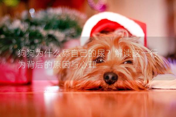 狗狗為什么舔自己的尿？解讀這一行為背后的原因與心理