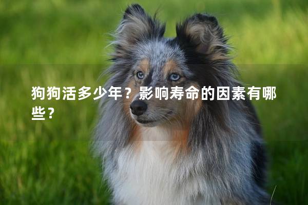 狗狗活多少年？影響壽命的因素有哪些？