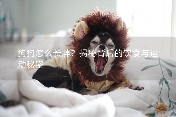 狗狗怎么長胖？揭秘背后的飲食與運動秘密