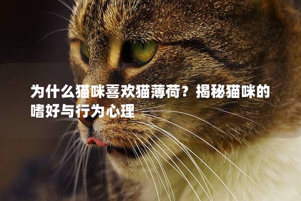 為什么貓咪喜歡貓薄荷？揭秘貓咪的嗜好與行為心理