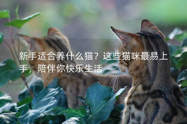 新手適合養(yǎng)什么貓?這些貓咪最易上手,陪伴你快樂生活 新手適合養(yǎng)什么貓?這些貓咪最易上手,陪伴你快樂生活