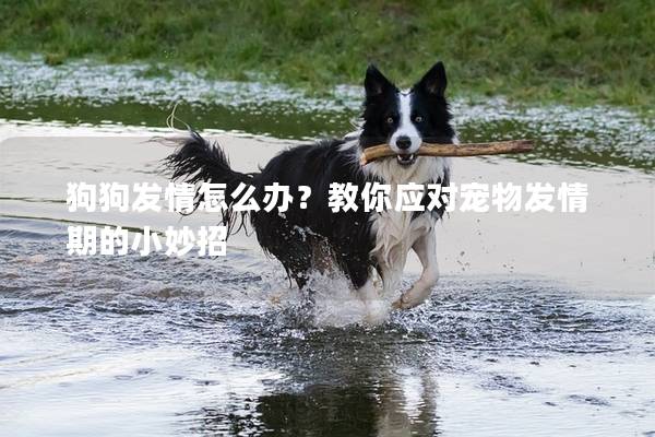狗狗發情怎么辦？教你應對寵物發情期的小妙招