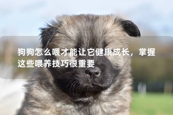 狗狗怎么喂才能讓它健康成長(zhǎng)，掌握這些喂養(yǎng)技巧很重要