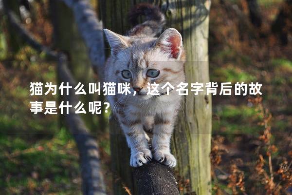 貓為什么叫貓咪，這個名字背后的故事是什么呢？