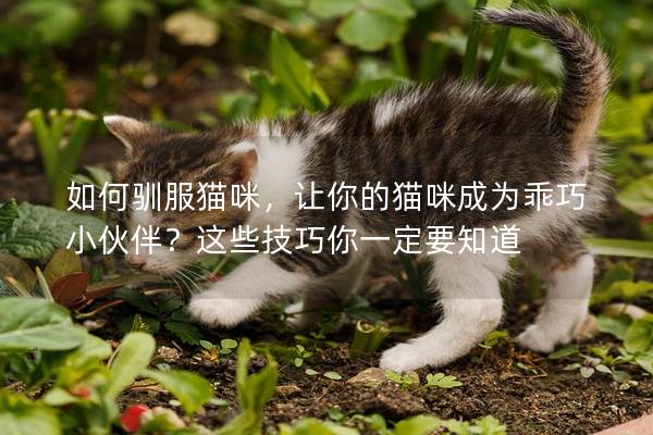 如何馴服貓咪，讓你的貓咪成為乖巧小伙伴？這些技巧你一定要知道