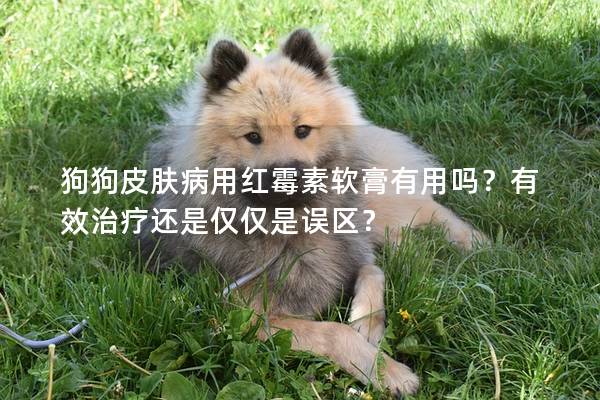 狗狗皮膚病用紅霉素軟膏有用嗎？有效治療還是僅僅是誤區？