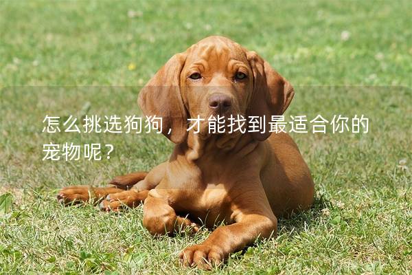怎么挑選狗狗，才能找到最適合你的寵物呢？