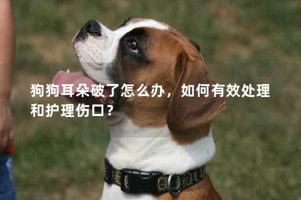 狗狗耳朵破了怎么辦，如何有效處理和護(hù)理傷口？