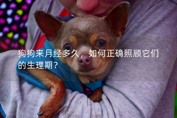 狗狗來月經多久，如何正確照顧它們的生理期？