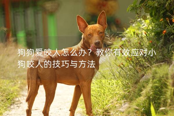 狗狗愛咬人怎么辦？教你有效應對小狗咬人的技巧與方法