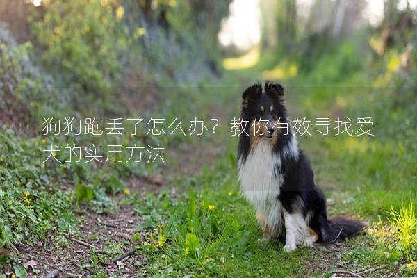 狗狗跑丟了怎么辦?教你有效尋找愛(ài)犬的實(shí)用方法 狗狗跑丟了怎么辦?教你有效尋找愛(ài)犬的實(shí)用方法
