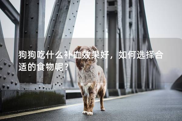 狗狗吃什么補血效果好，如何選擇合適的食物呢？