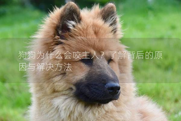 狗狗為什么會咬主人？了解背后的原因與解決方法