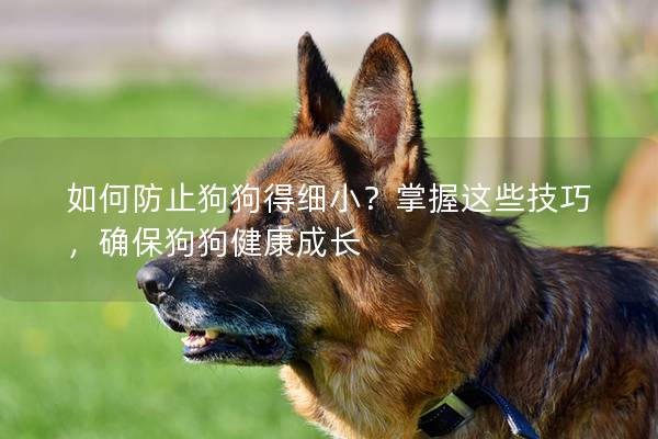 如何防止狗狗得細(xì)小？掌握這些技巧，確保狗狗健康成長(zhǎng)