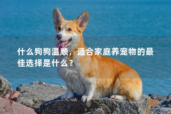 什么狗狗溫順，適合家庭養寵物的最佳選擇是什么？