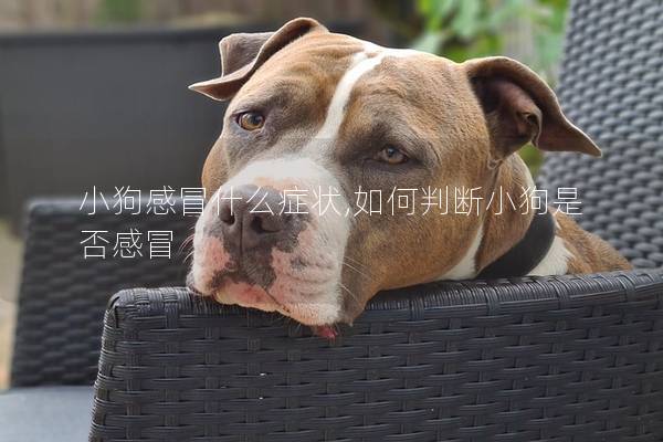 小狗感冒什么癥狀,如何判斷小狗是否感冒