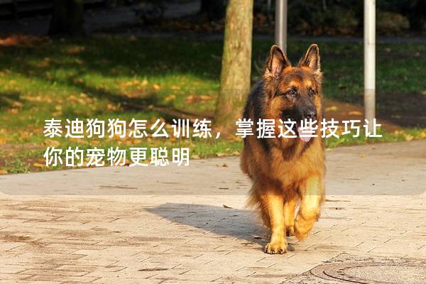 泰迪狗狗怎么訓練，掌握這些技巧讓你的寵物更聰明