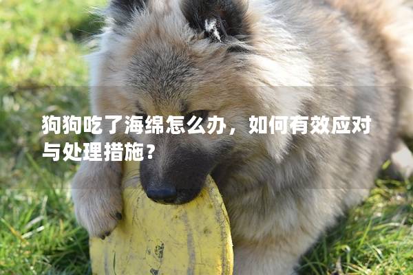 狗狗吃了海綿怎么辦，如何有效應(yīng)對與處理措施？