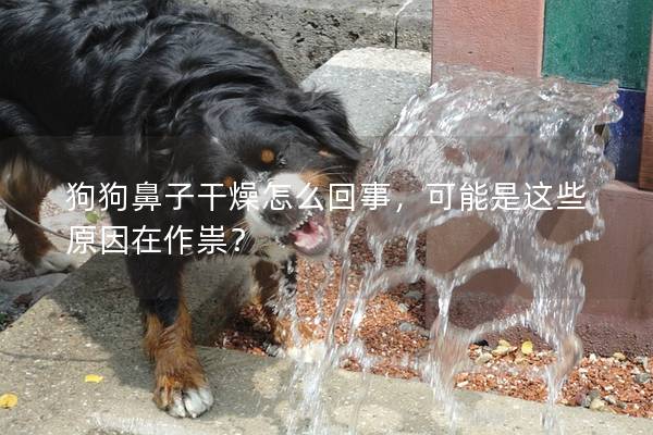 狗狗鼻子干燥怎么回事，可能是這些原因在作祟？