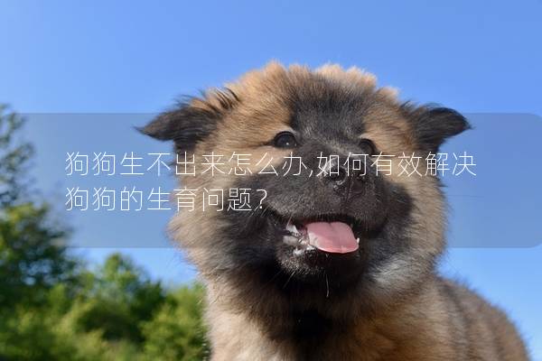 狗狗生不出來怎么辦,如何有效解決狗狗的生育問題？