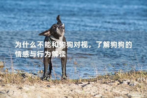 為什么不能和狗狗對視，了解狗狗的情感與行為解讀