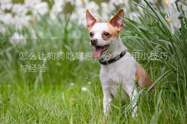 怎么讓狗狗吃狗糧，分享實用小技巧與經驗