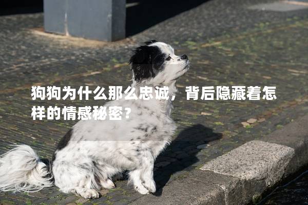 狗狗為什么那么忠誠，背后隱藏著怎樣的情感秘密？