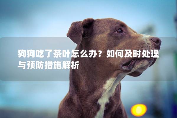 狗狗吃了茶葉怎么辦?如何及時處理與預防措施解析 狗狗吃了茶葉怎么辦?如何及時處理與預防措施解析