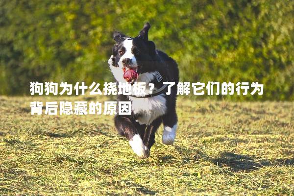 狗狗為什么撓地板？了解它們的行為背后隱藏的原因