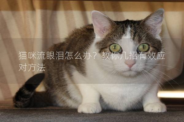 貓咪流眼淚怎么辦？教你幾招有效應(yīng)對方法