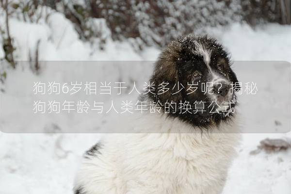 狗狗6歲相當于人類多少歲呢？揭秘狗狗年齡與人類年齡的換算公式