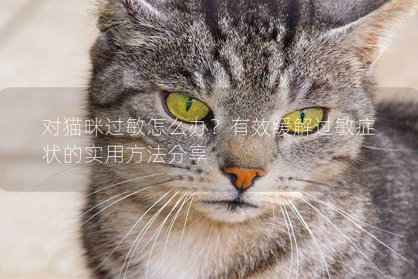 對貓咪過敏怎么辦？有效緩解過敏癥狀的實用方法分享