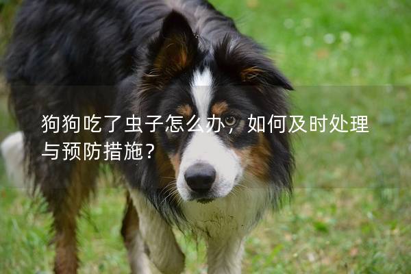 狗狗吃了蟲子怎么辦，如何及時(shí)處理與預(yù)防措施？