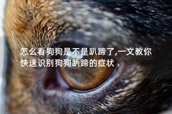 怎么看狗狗是不是趴蹄了,一文教你快速識別狗狗趴蹄的癥狀