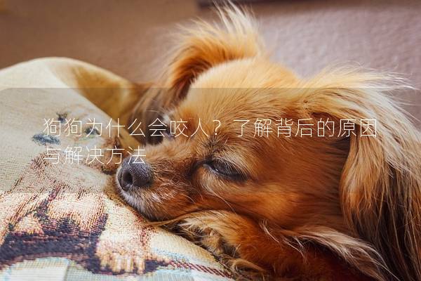 狗狗為什么會咬人？了解背后的原因與解決方法