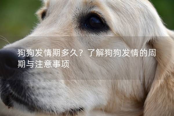 狗狗發情期多久？了解狗狗發情的周期與注意事項