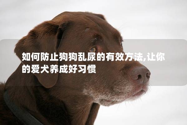 如何防止狗狗亂尿的有效方法,讓你的愛犬養成好習慣
