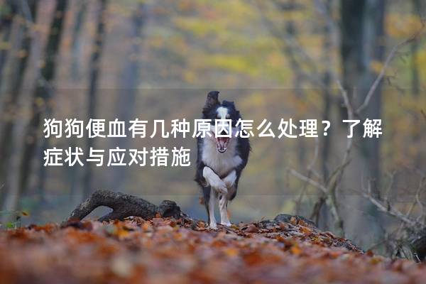 狗狗便血有幾種原因怎么處理？了解癥狀與應(yīng)對(duì)措施