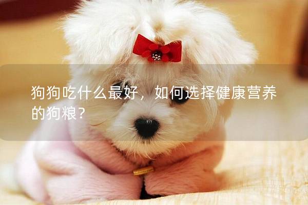 狗狗吃什么最好，如何選擇健康營養的狗糧？