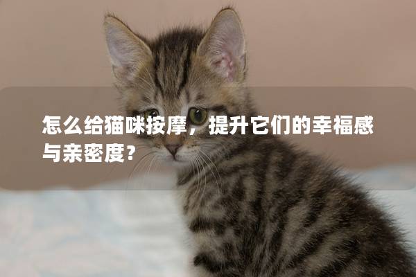 怎么給貓咪按摩，提升它們的幸福感與親密度？