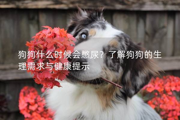 狗狗什么時(shí)候會(huì)憋尿？了解狗狗的生理需求與健康提示