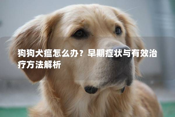 狗狗犬瘟怎么辦？早期癥狀與有效治療方法解析